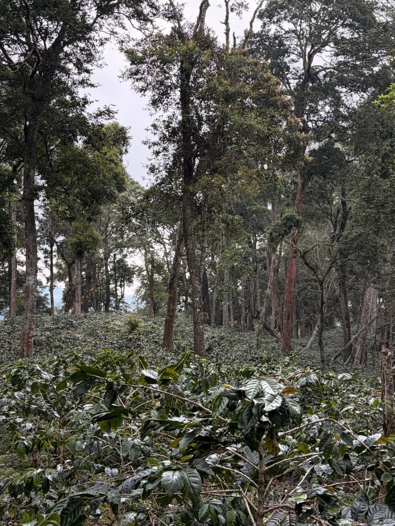 Jember Coffee: A Local Origin from East Java with Growing Market Potential