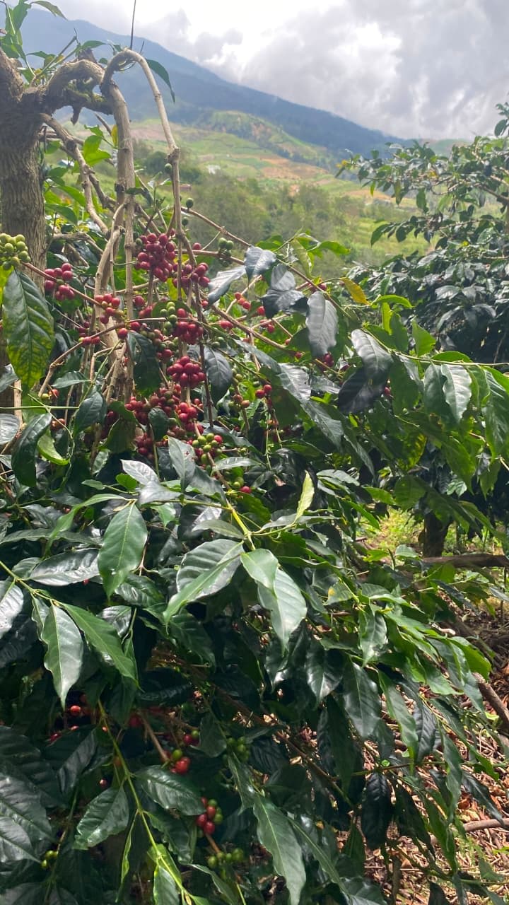 Why Traceability Matters for Indonesian Coffee Exports