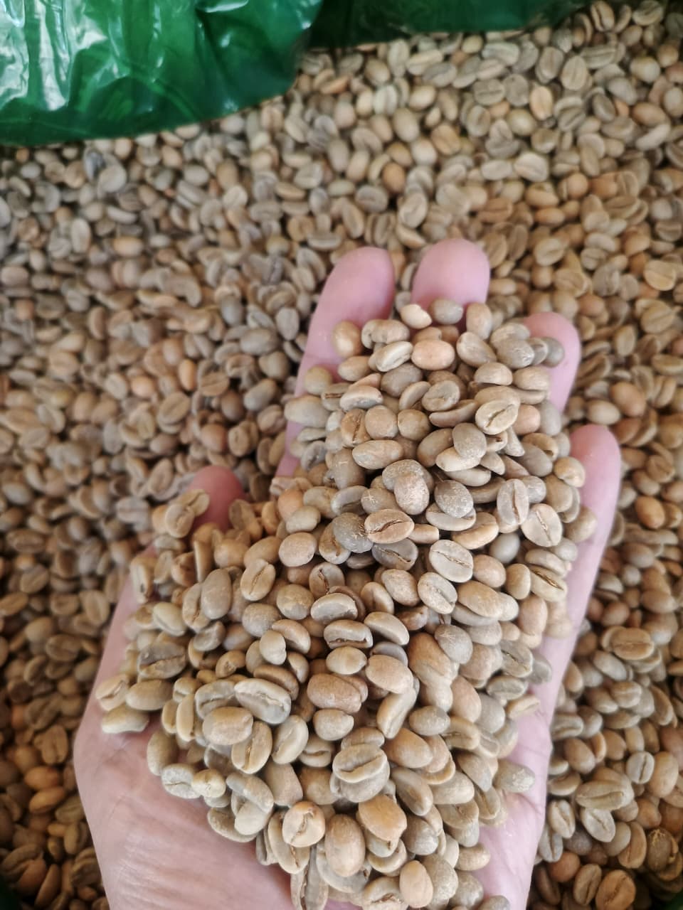 Apa Itu Green Beans Coffee? Panduan Lengkap untuk Roaster dan Buyer
