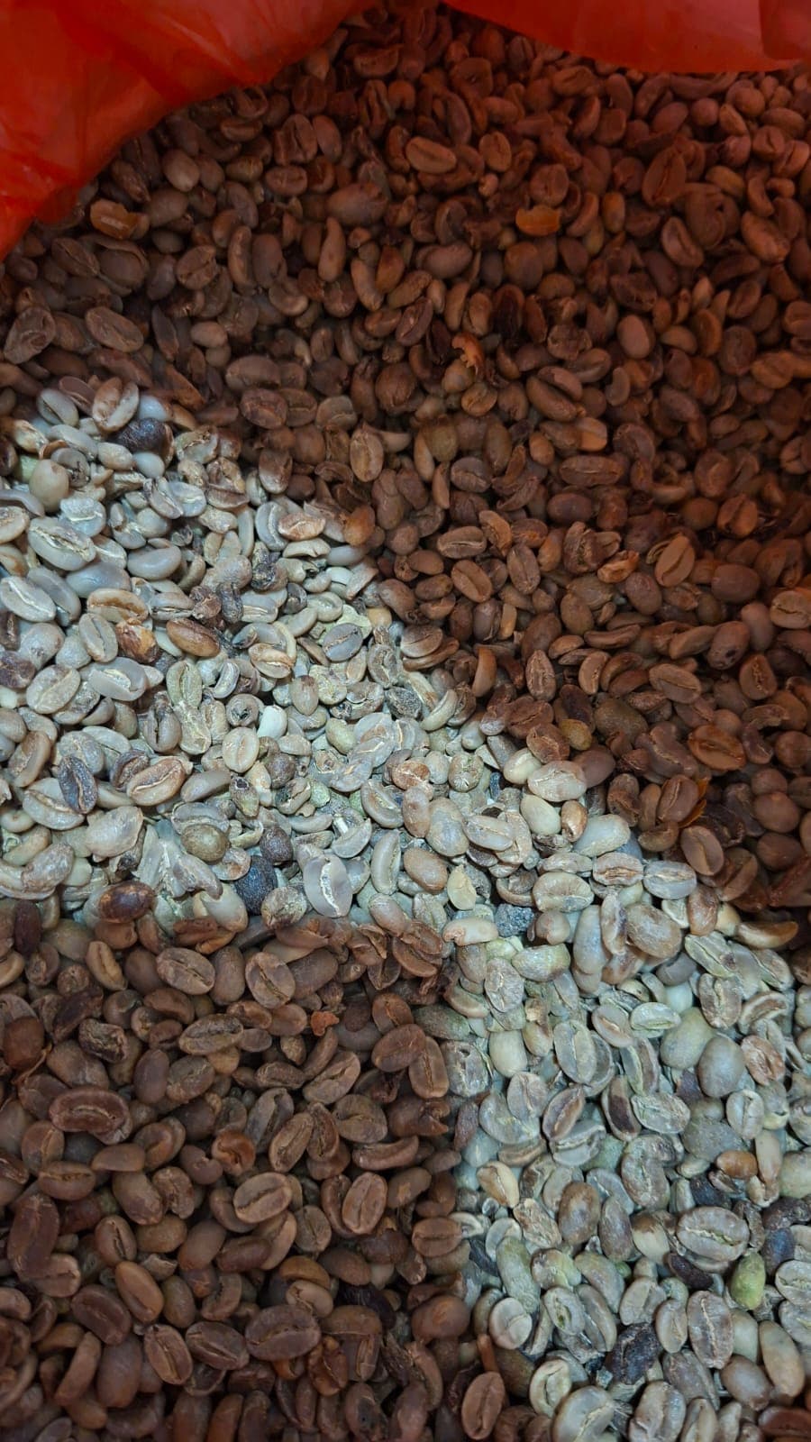 Defect Count pada Kopi: Cara Membaca Kualitas Green Beans